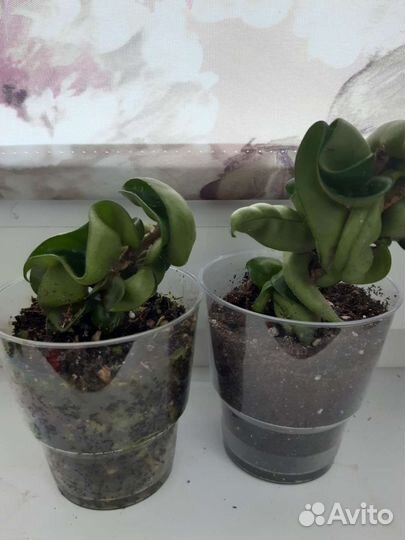 Хойя компакта