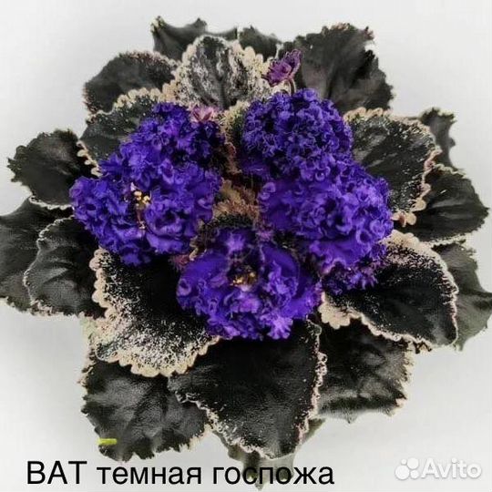 Листики сортовых фиалок набором 10шт