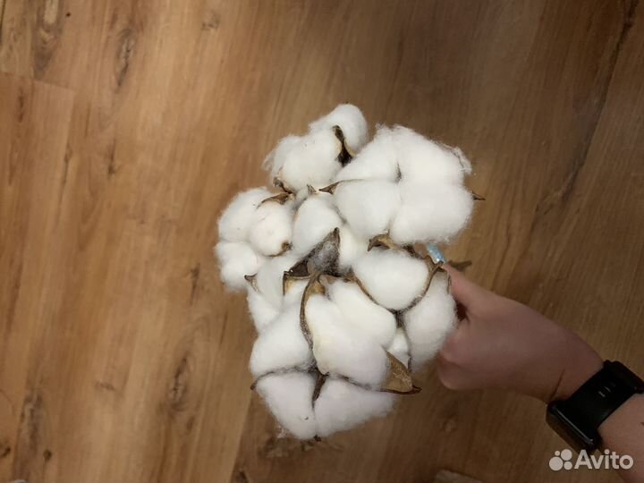 Хлопок сухоцвет