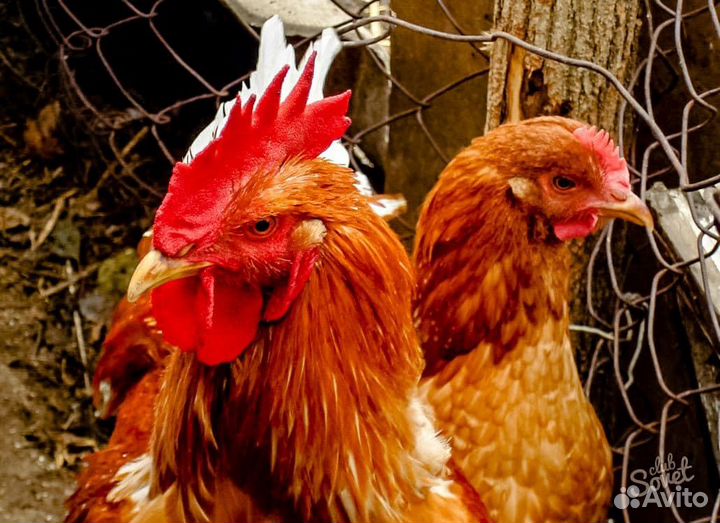 Курочки уже несутся