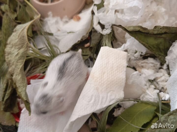 Хомяки джунгарики малыши