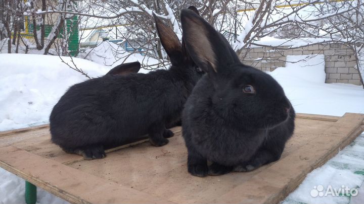 Кролики породы фландр, бельгийский великан
