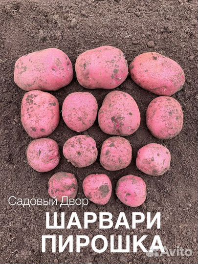 Шарвари Пирошка картофель