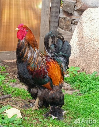 Продам петуха Брама