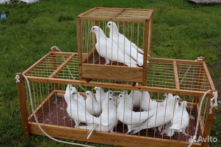 Голуби белые