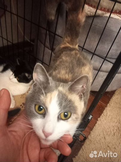 Маленькой бездомной кошечке очень нужен дом