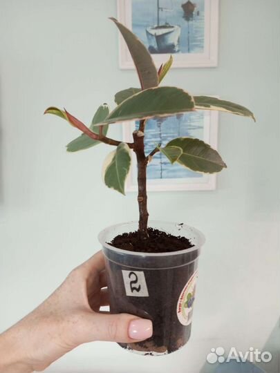 Фикус эластика тинеке