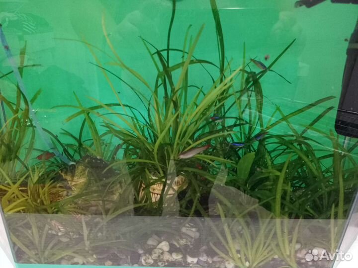 Растения в аквариум