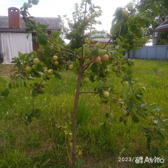 Саженцы яблони 