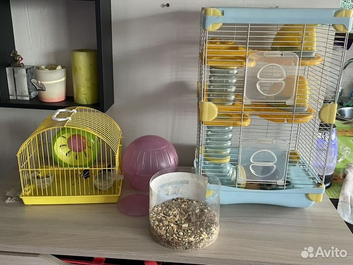 Джунгарские хомяки, мальчик и девочка