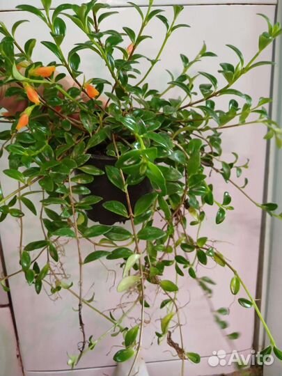 Нематантус (гипоцирта) грегариус