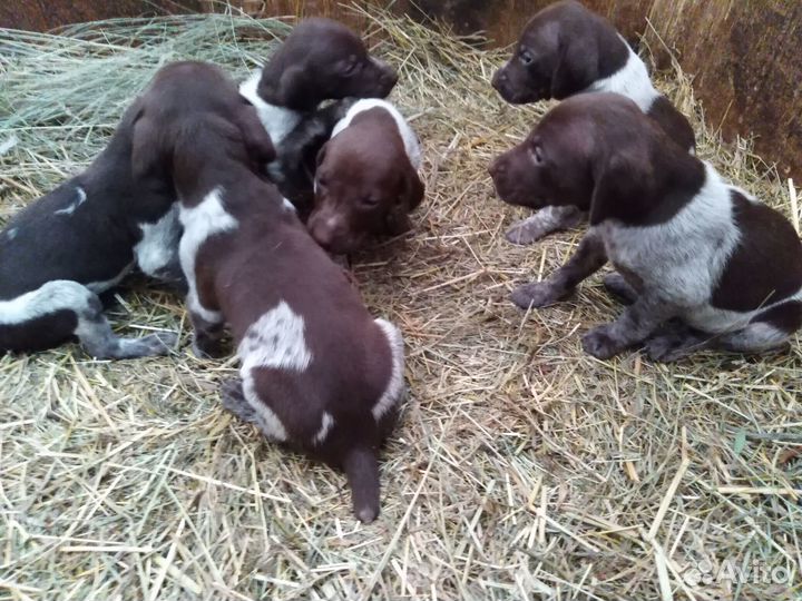 Щенки курцхаара