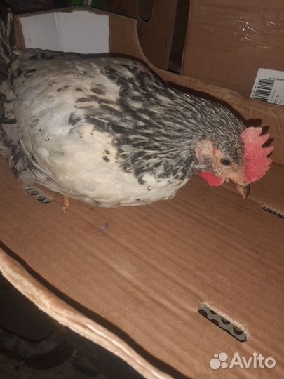 Молодые петухи