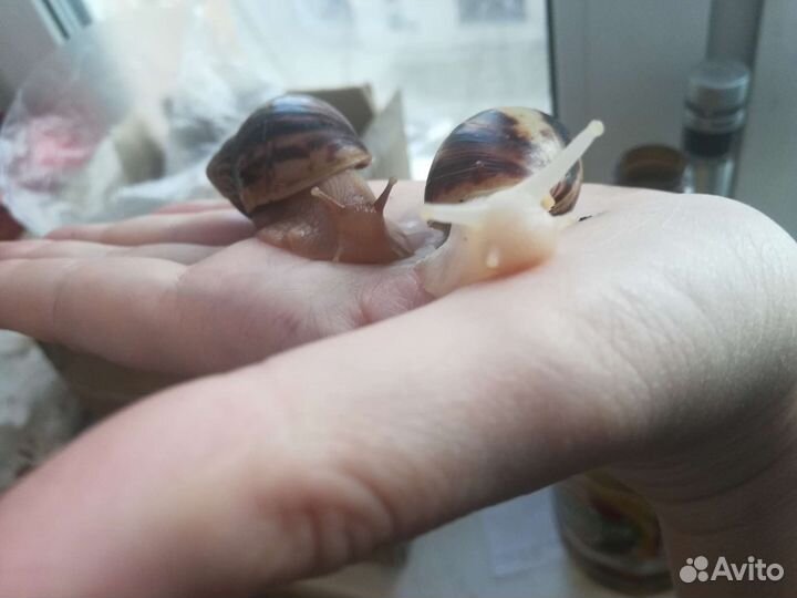 Ахатины двух видов, отдаю