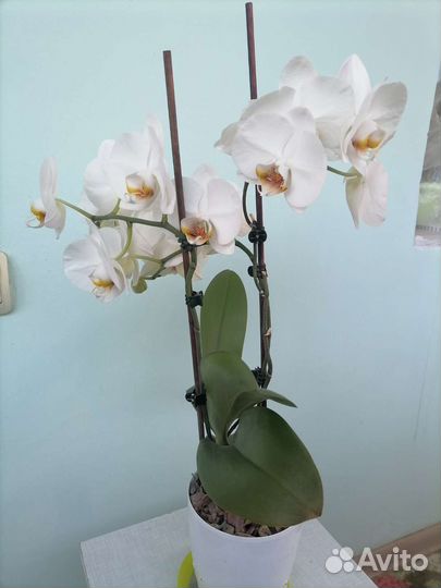Орхидея фаленопсис