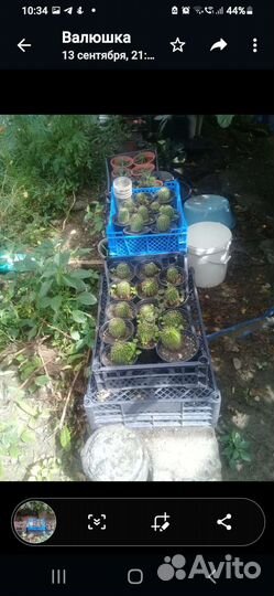 Кактус