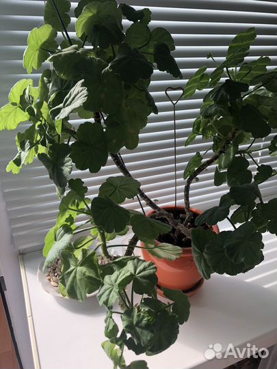 Комнатные цветы герань