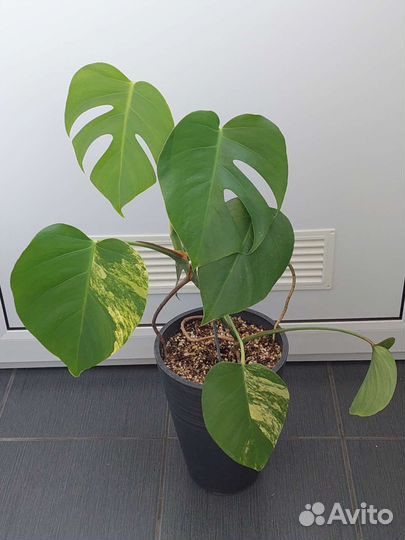 Монстера yellow splash