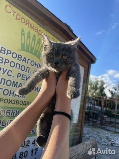 Котенок британец/ шотландец