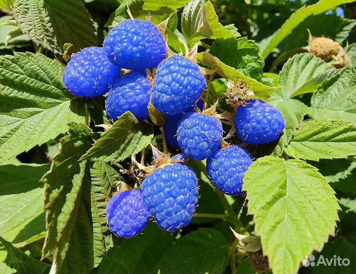 Саженцы синей малины