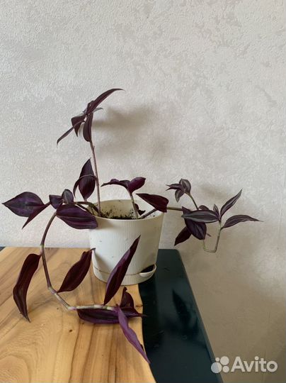 Комнатные цветы