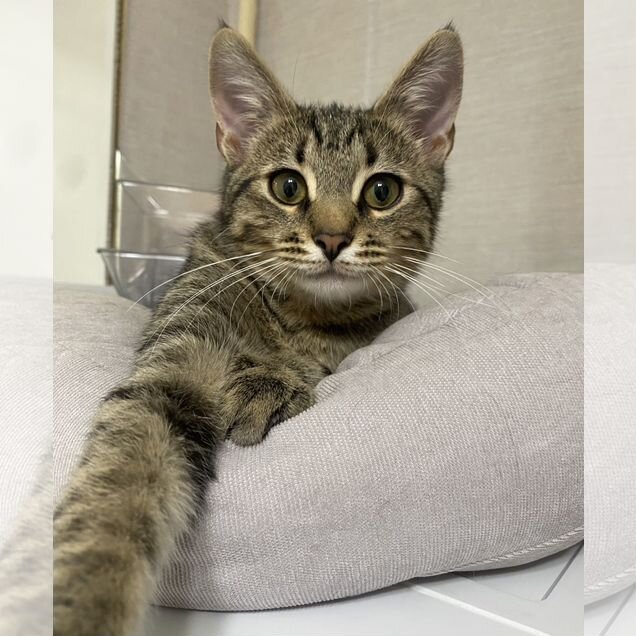 Котёнок в добрые руки