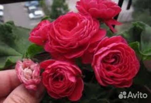 Пеларгония зональная,герань