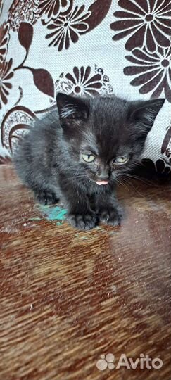 Кошки бесплатно