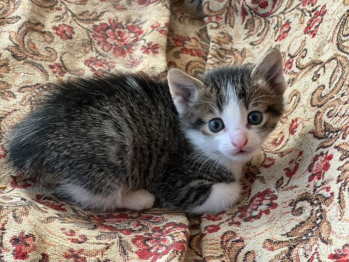 Котенок в добрые руки