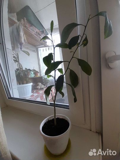 Лимонное дерево