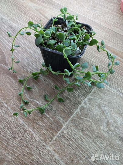 Крестовник, седум