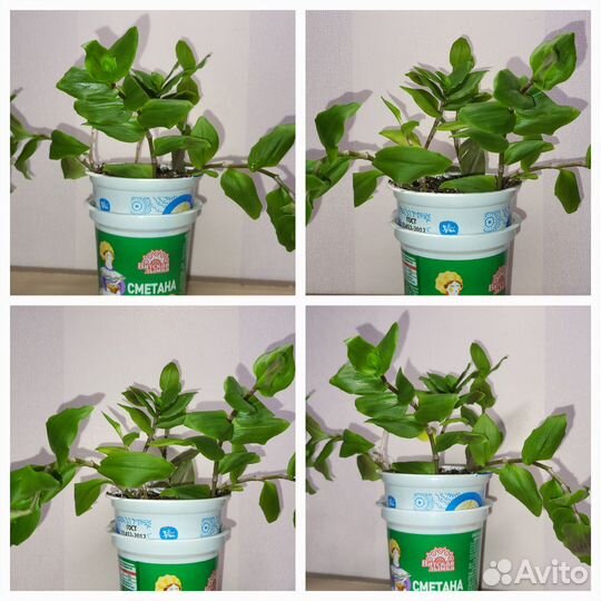 Традесканция