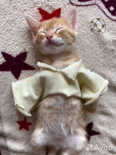 Кошка в дар бесплатно