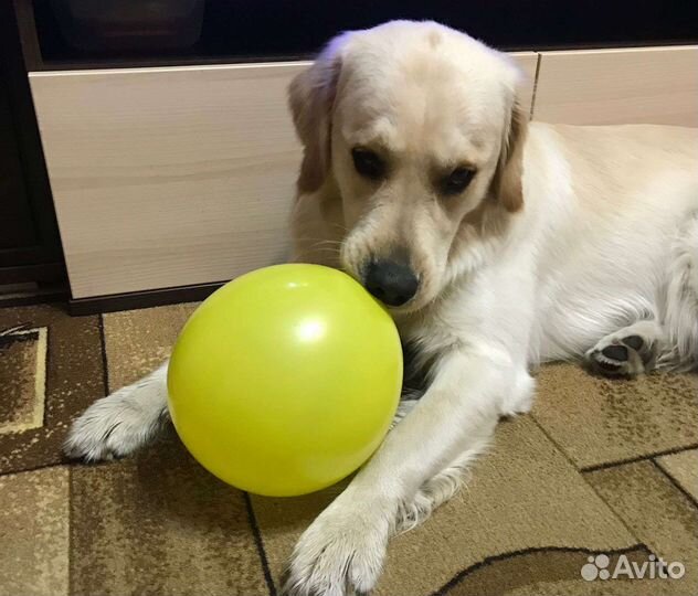 Вязка лабрадор