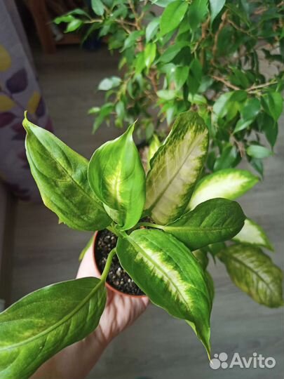 Диффенбахия камилла