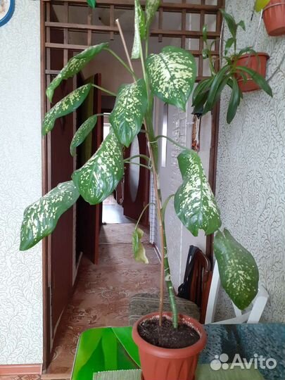 Диффенбахия