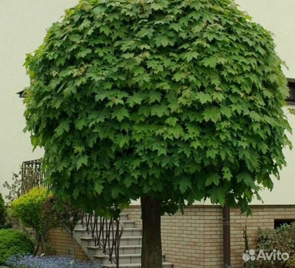 Клен остролистный