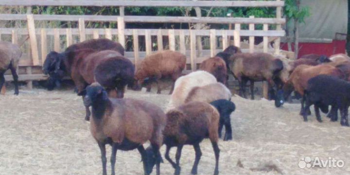 Овцы бараны ягнята
