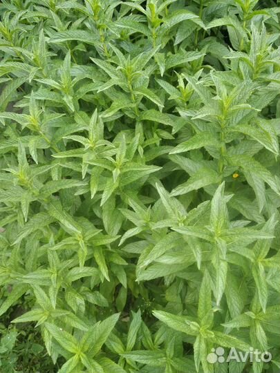 Мята мелисса свежая