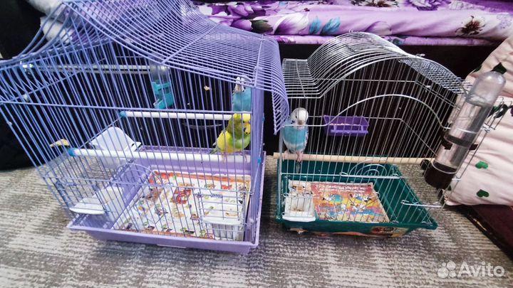 Продам попугай