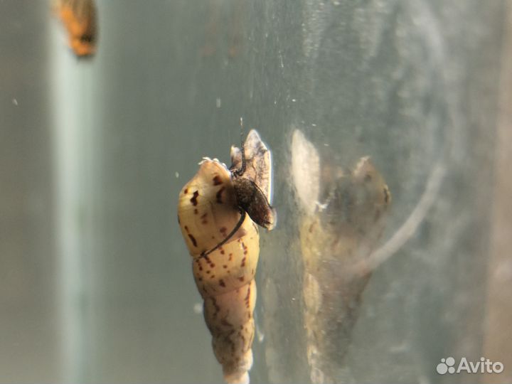 Улитки мелании