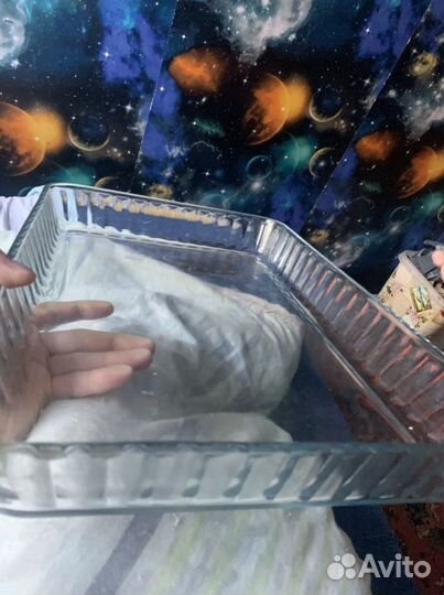 Посуда форма