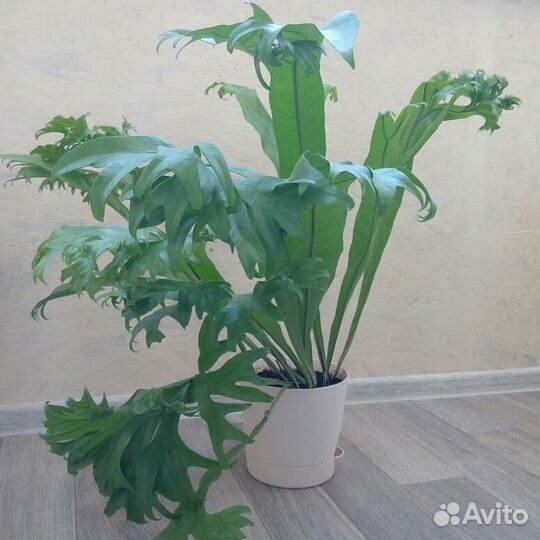 Папоротник микроссорум