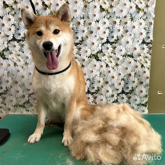 Груминг собак и кошек