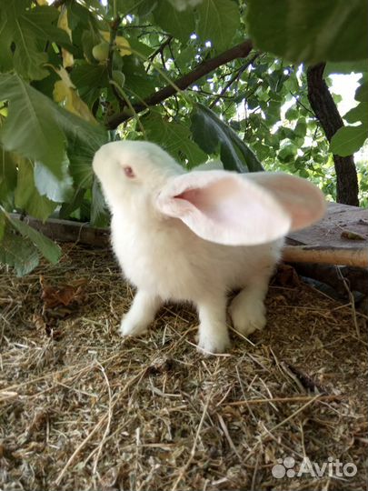 Навоз - Лучшее удобрение