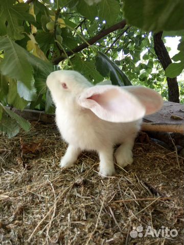 Навоз - Лучшее удобрение