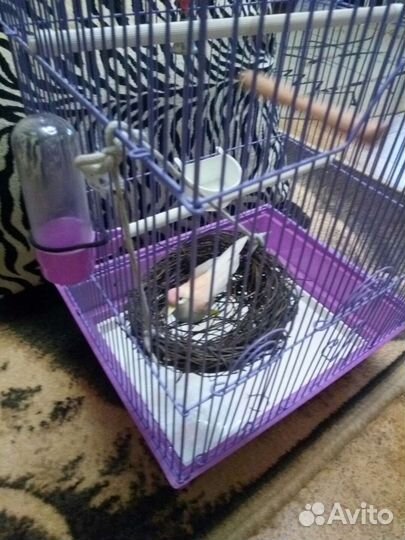 Черный тюльпан