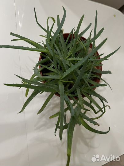 Алоэ (Рашпиль)