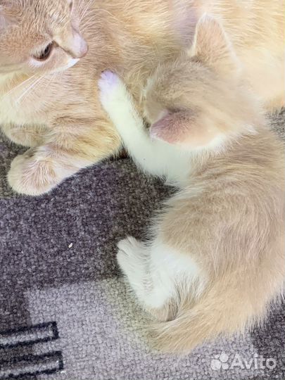 Котенок мальчик в добрые руки