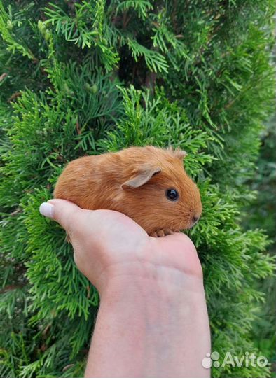 Морские свинки калифорния